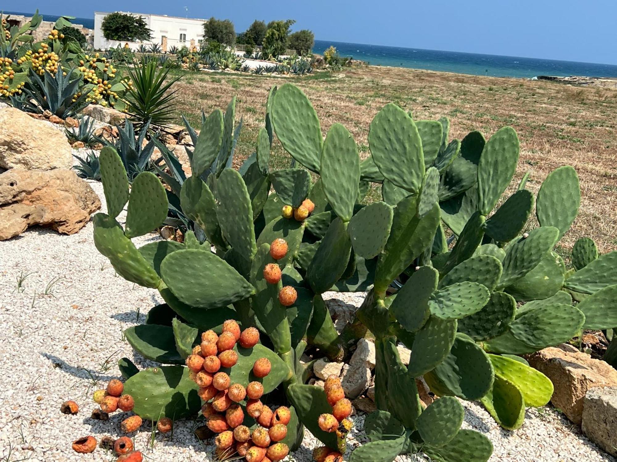 Masseria Ostuni Mare Agri Resort Exterior foto